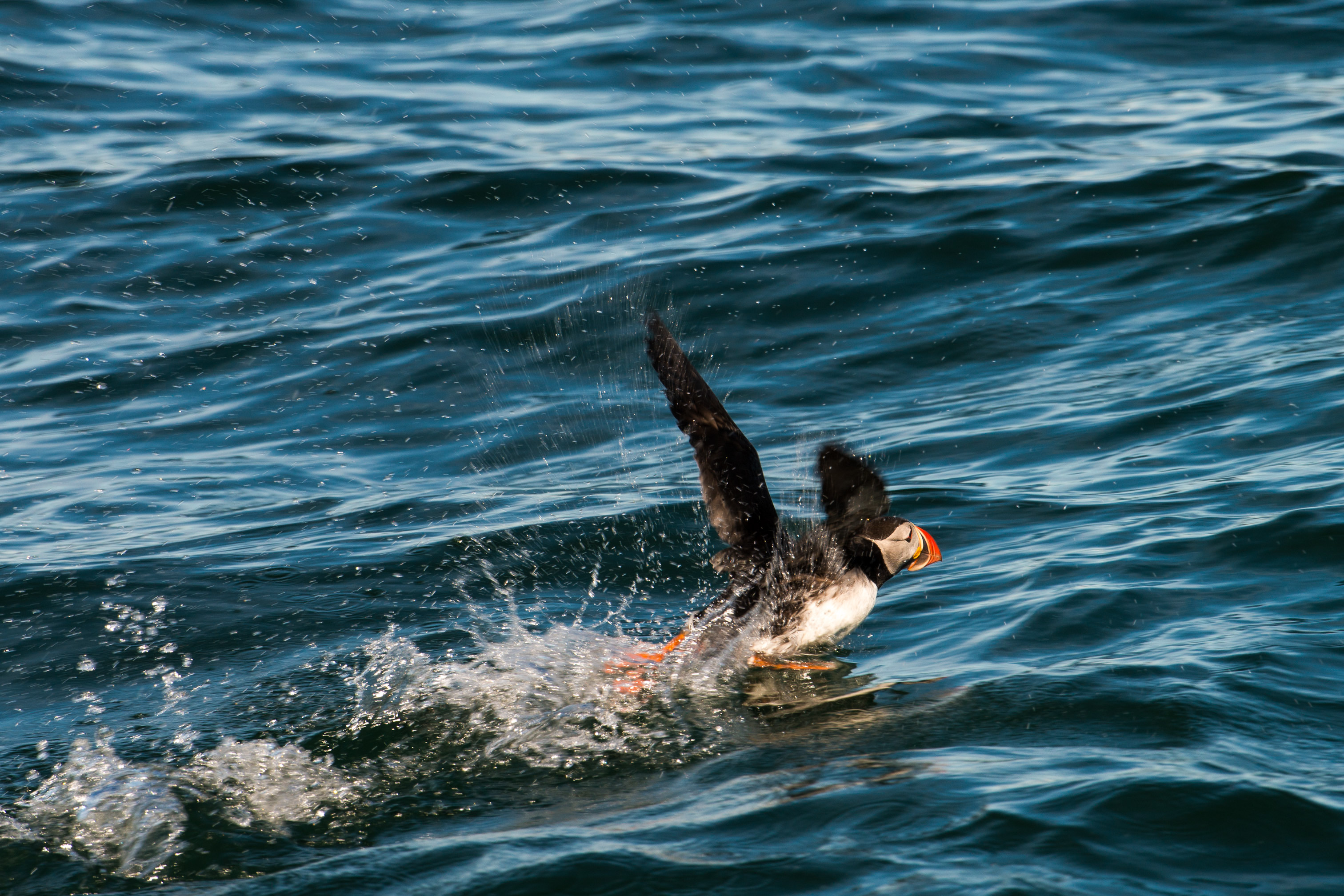 Papageientaucher, Husavik